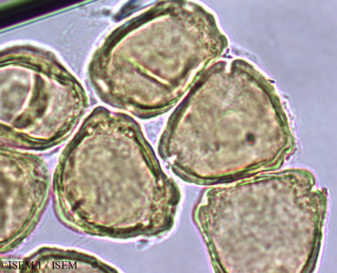 Casuarina nobilis - lame n° 27988